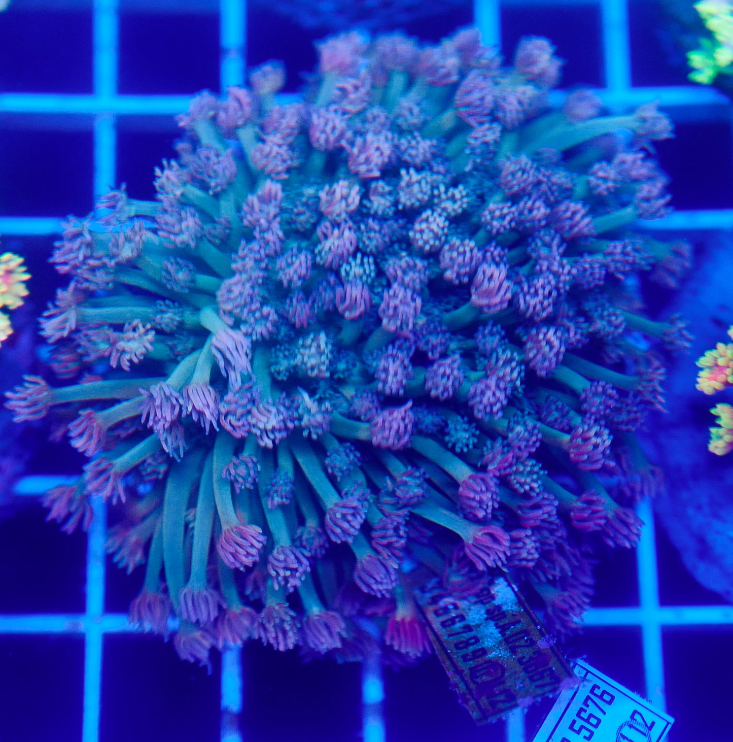 (WYSIWYG) Goni Colony R2T1B2