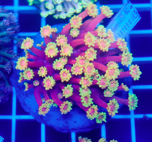 (WYSIWYG) Goni Colony R2T1B3