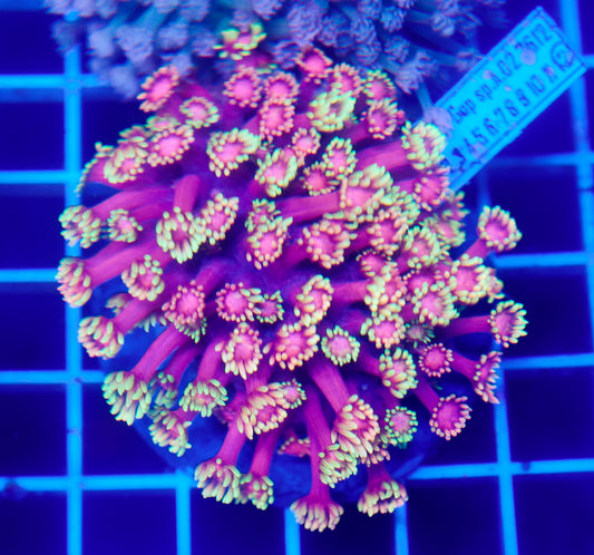 (WYSIWYG) Goni Colony R2T1B4