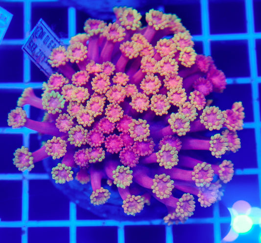 (WYSIWYG) Goni Colony R2T1C3