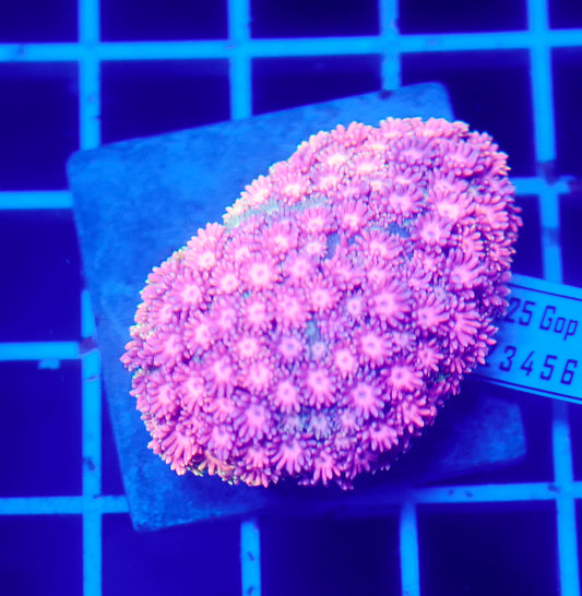 (WYSIWYG) Goni Colony R2T1C4 (Pending Reshoot)