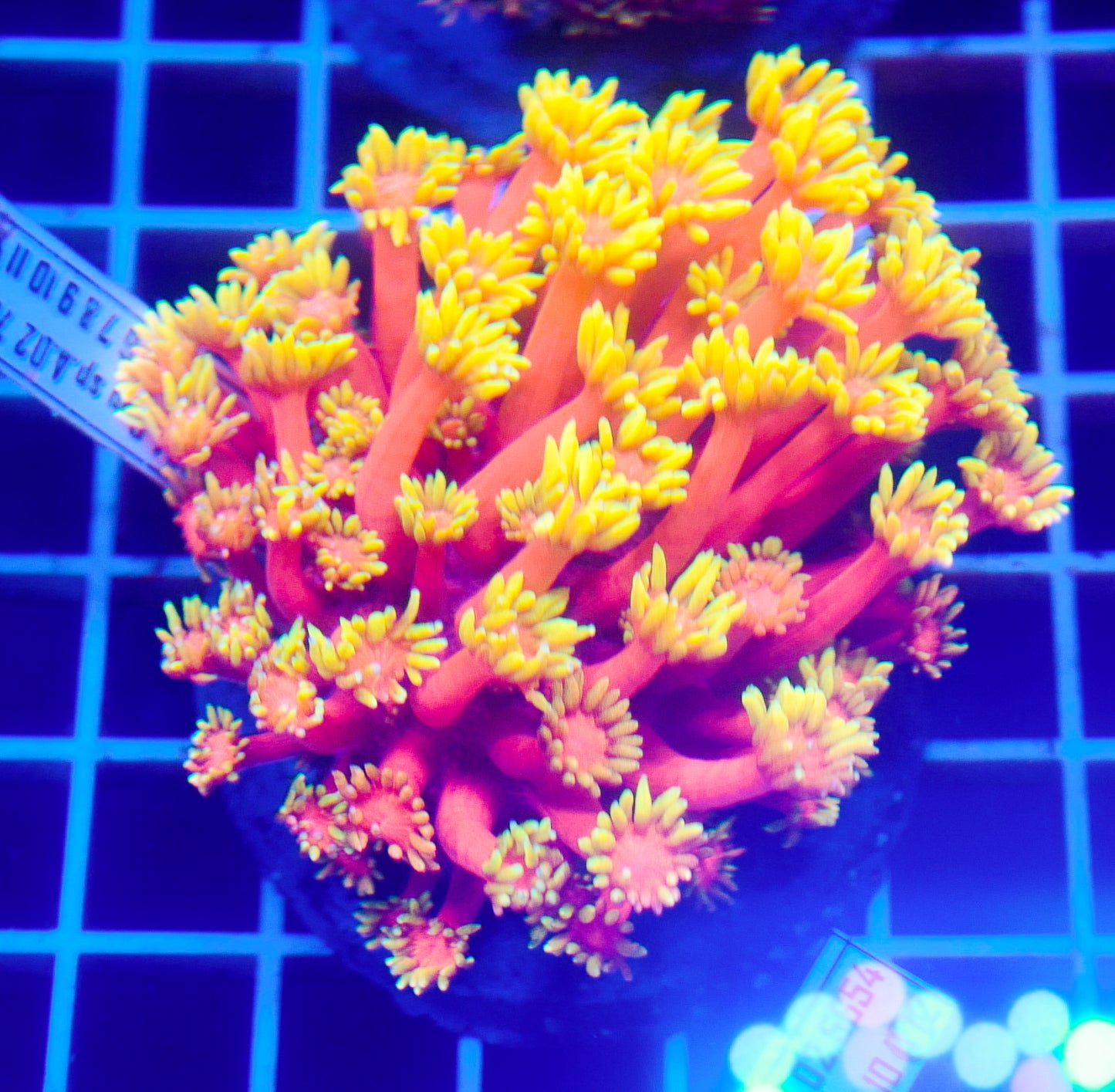 (WYSIWYG) Goni Colony R2T1D1