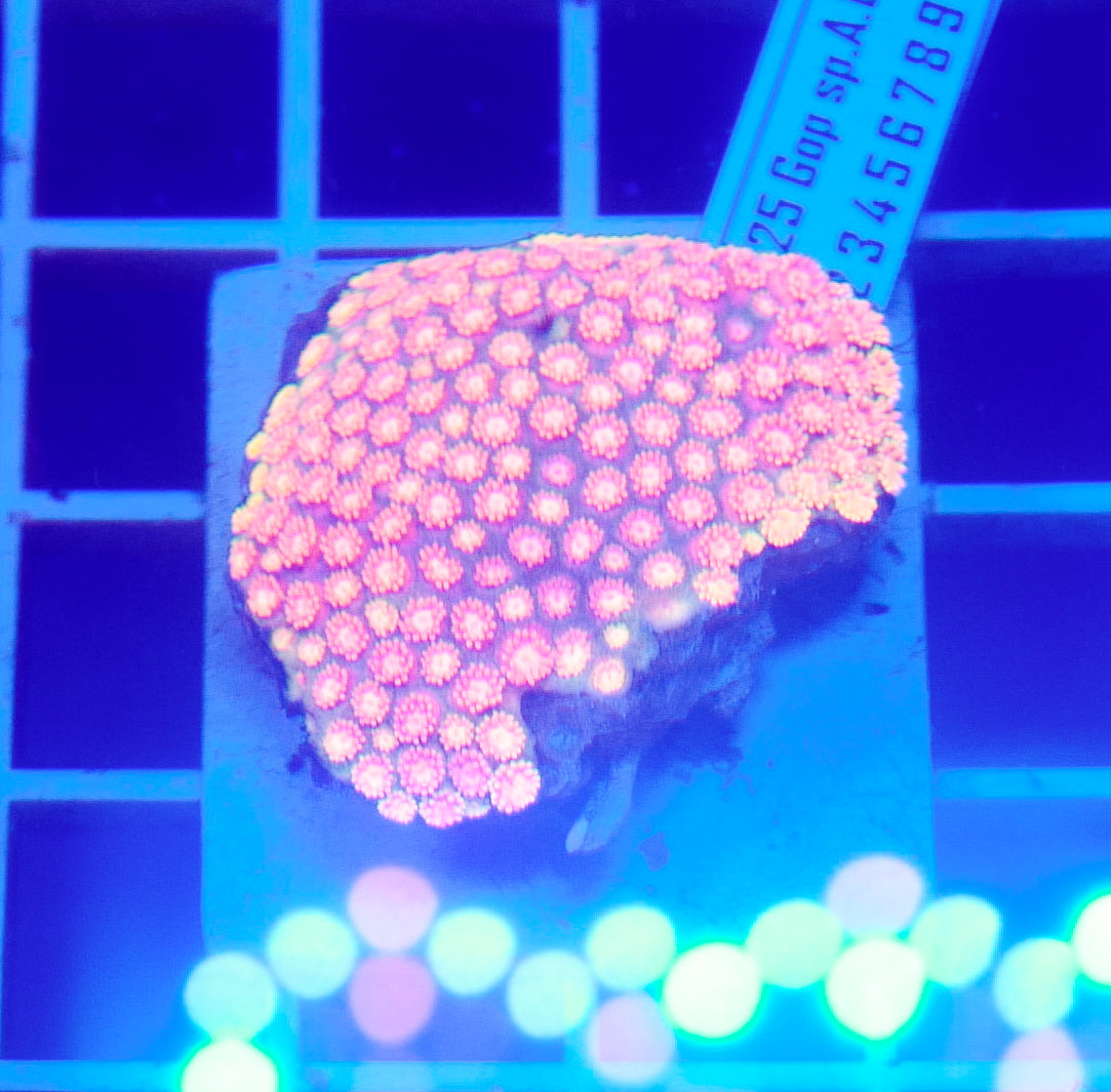 (WYSIWYG) Goni Colony R2T1D2 (Pending Reshoot)