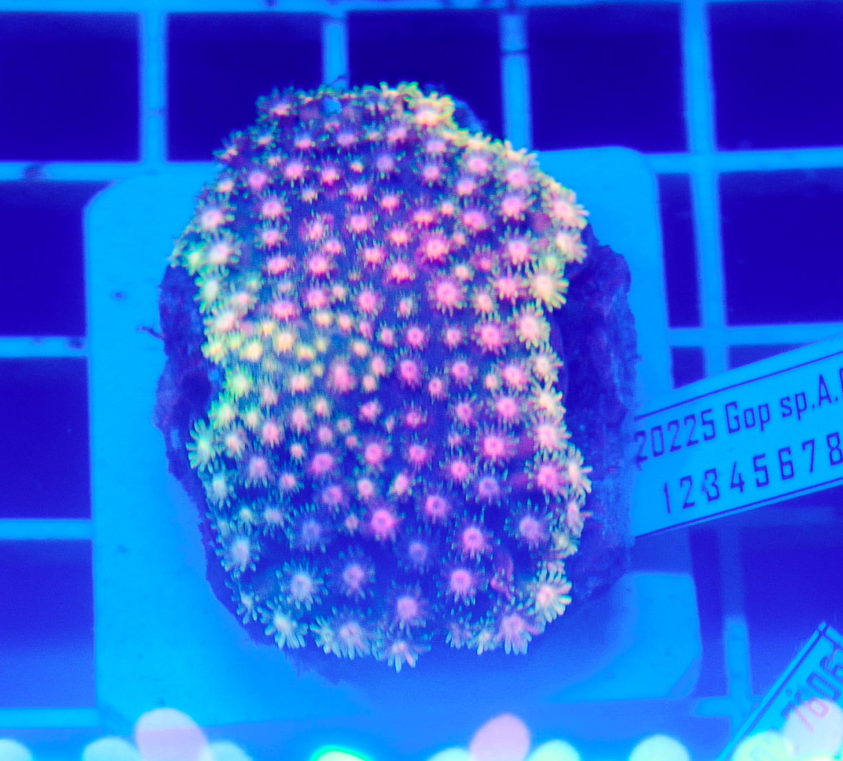 (WYSIWYG) Rainbow Skirt Goni Colony R2T1D3 (Pending Reshoot)