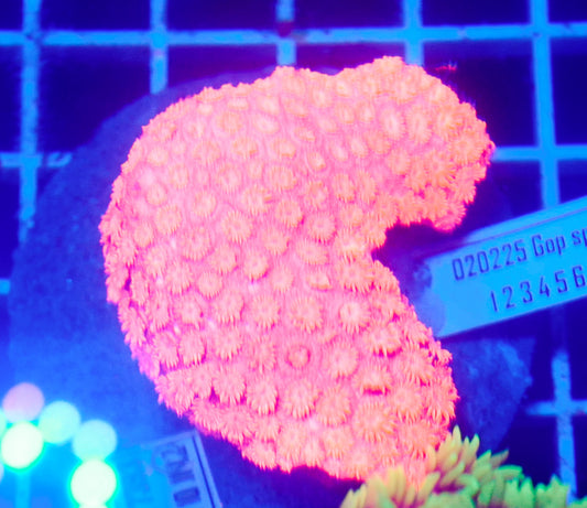 (WYSIWYG) Goni Colony R2T1D5 (Pending Reshoot)