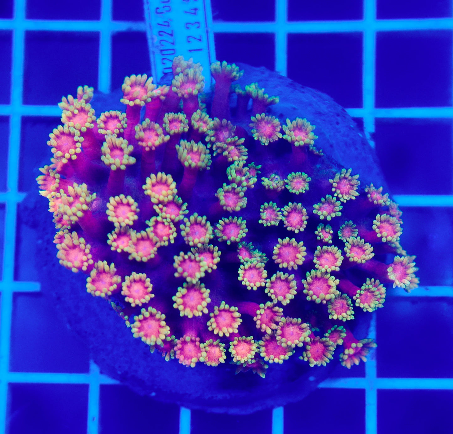 (WYSIWYG) Goni Colony R2T1E0 (Pending Reshoot)