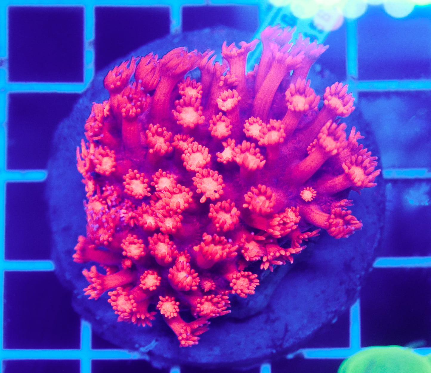 (WYSIWYG) Krakatoa Lava Goni Colony R2T1E1 (Pending Reshoot)