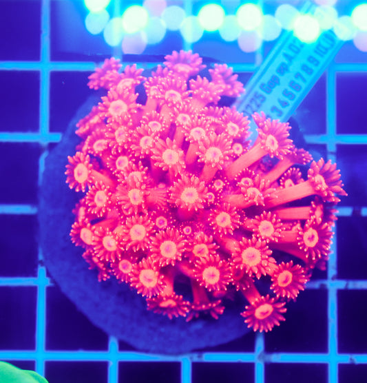 (WYSIWYG) Krakatoa Lava Goni Colony R2T1E2 (Pending Reshoot)