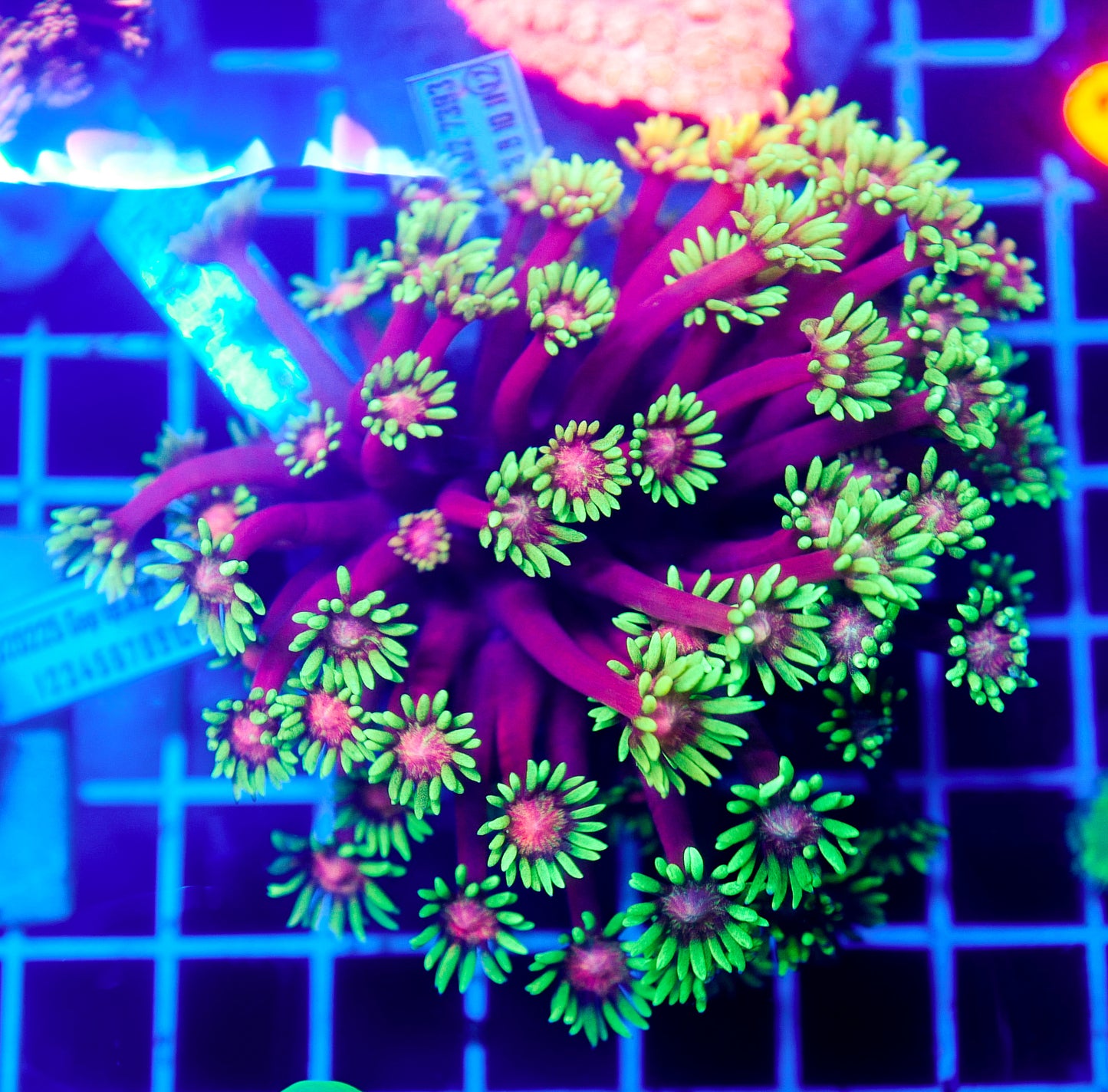 (WYSIWYG) Care Bear Goni Colony R2T1E5