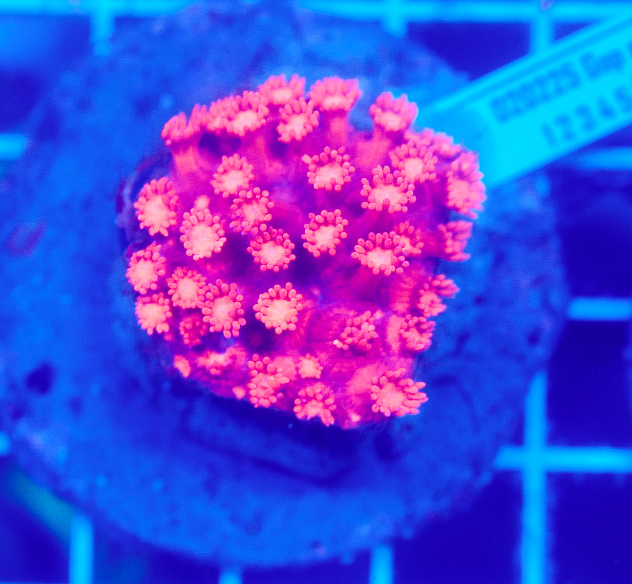 (WYSIWYG) Goni Colony R2T1F0