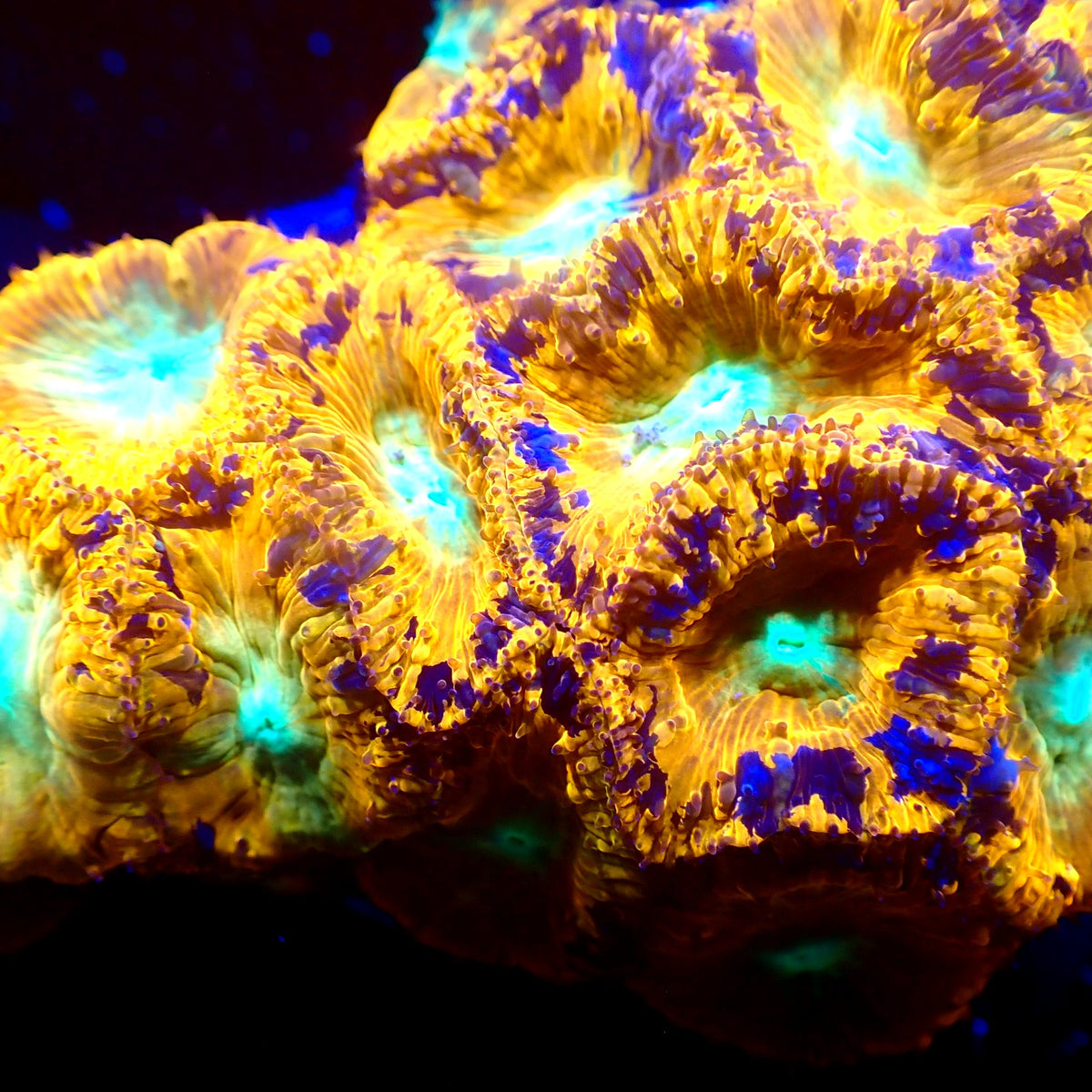 Grafted Blasto — gold polyps with royal blue grafting