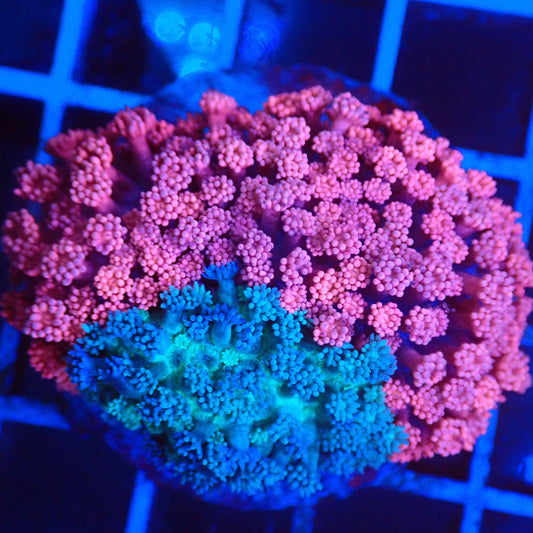 Grafted Goni Colony WYSIWYG