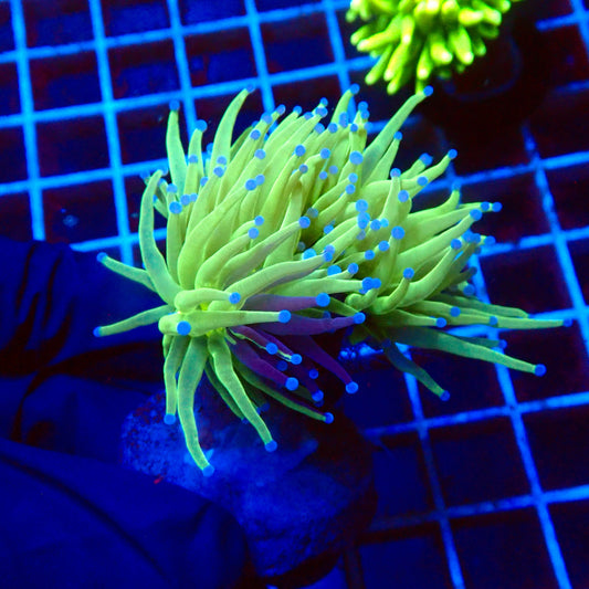 (WYSIWYG) Grafted Torch A3