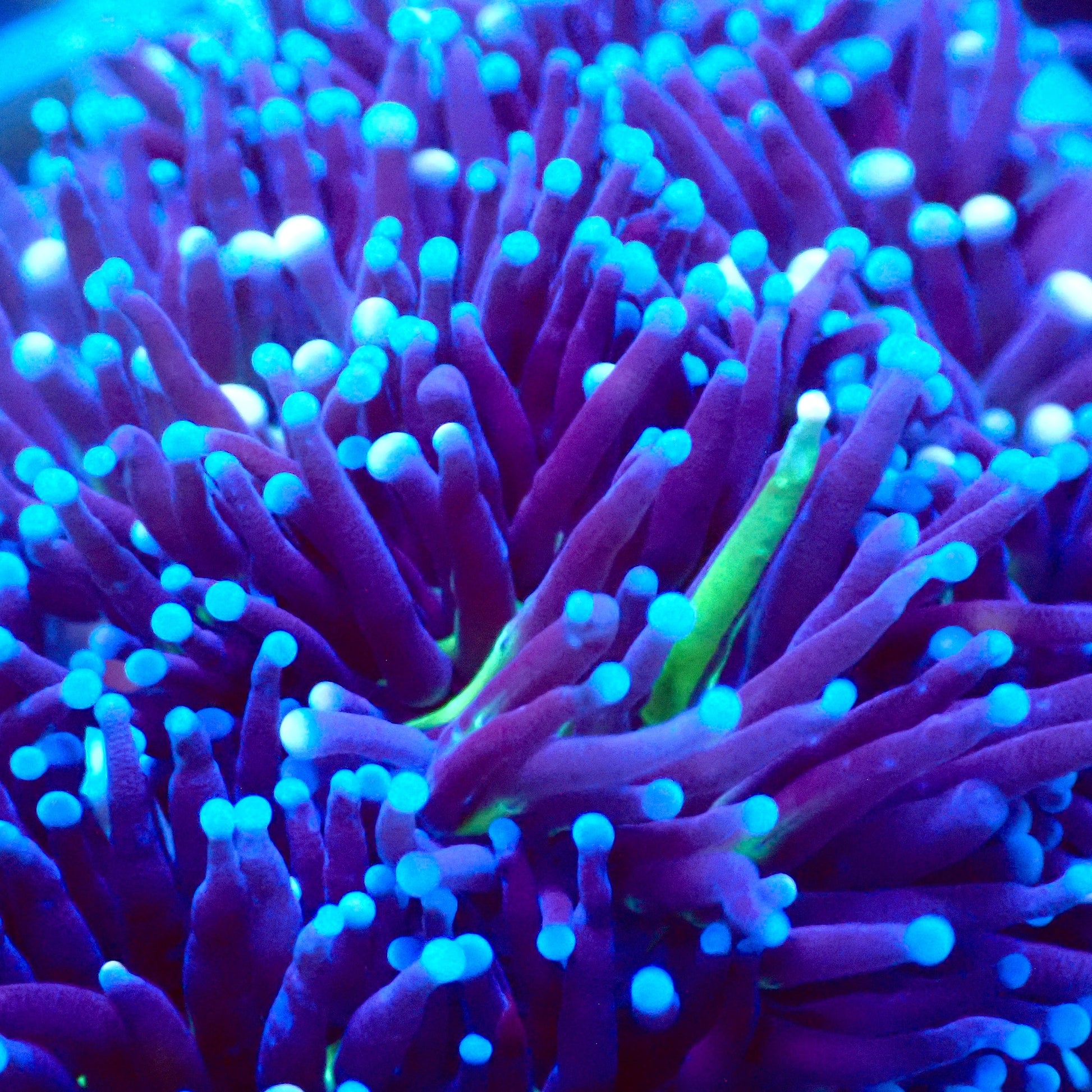 (WYSIWYG) Grafted Torch Colony A4 close-up