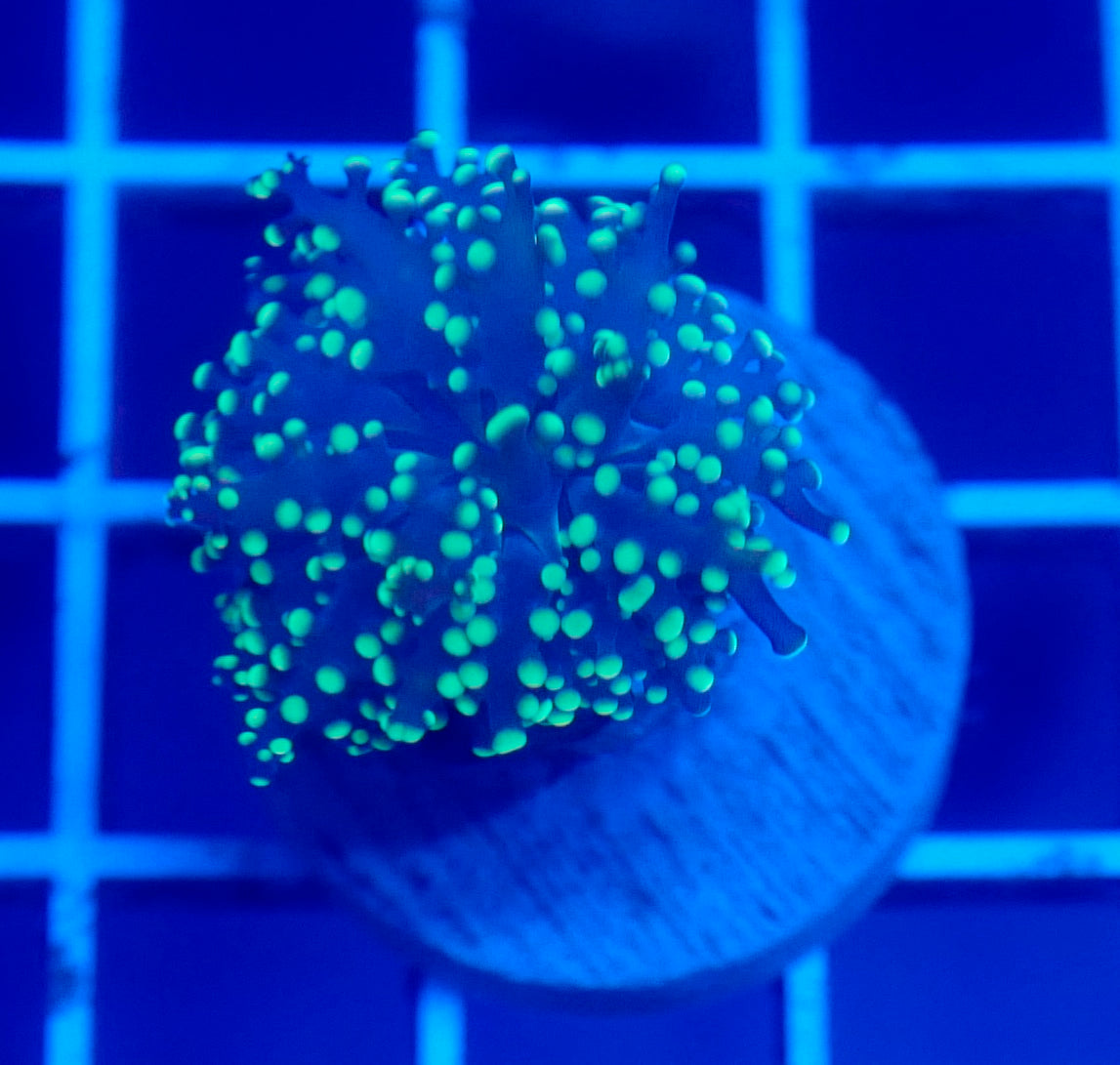 (WYSIWYG) Splatter Frogspawn B3