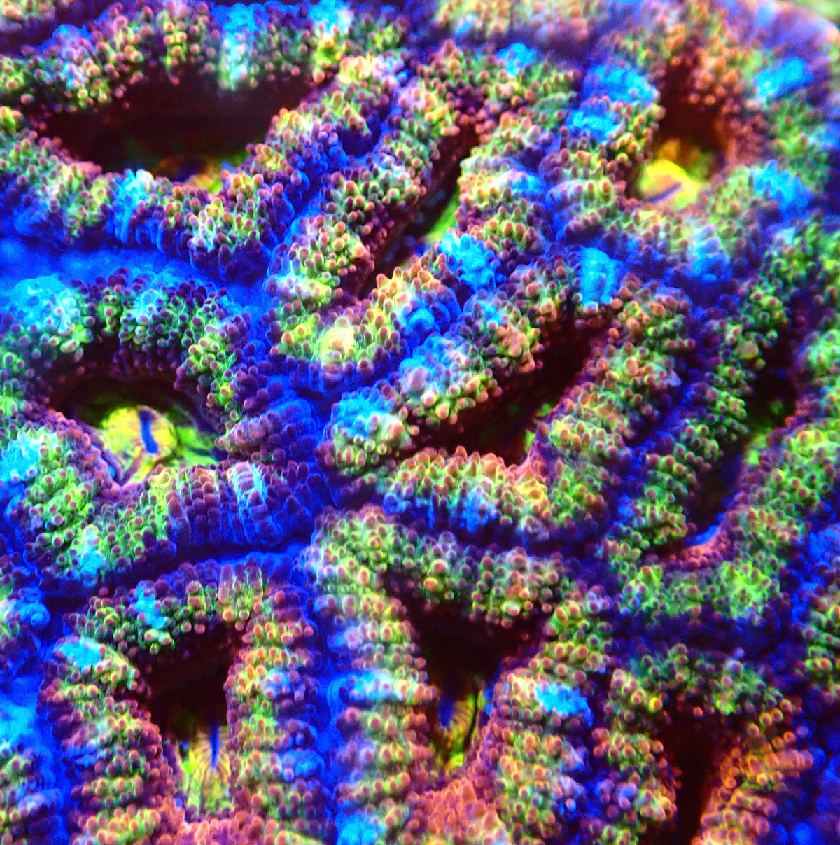 UWA Gummy Bear Acan
