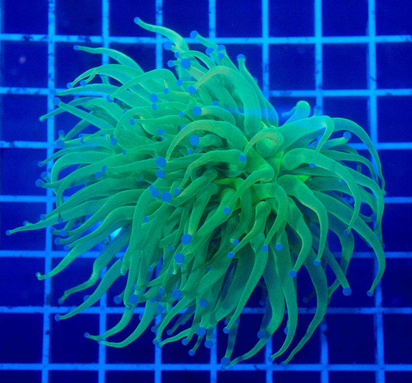 (WYSIWYG) Highlighter Holy Grail Torch A1