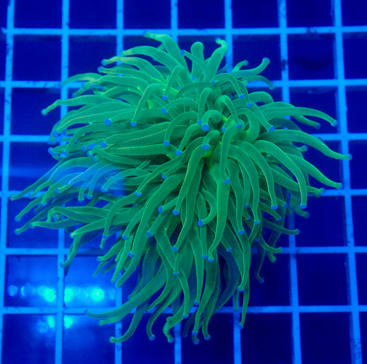 (WYSIWYG) Highlighter Holy Grail Torch A2