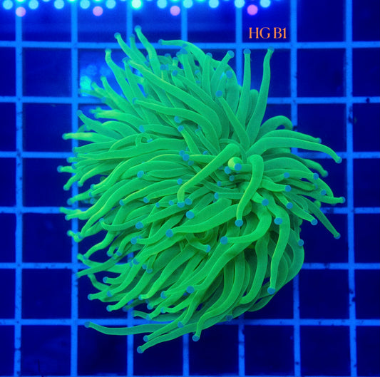 (WYSIWYG) Highlighter Holy Grail Torch B1