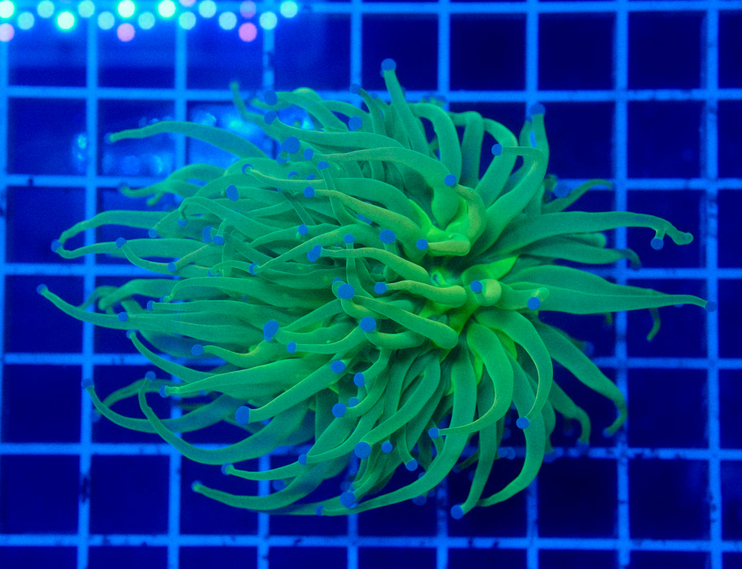 (WYSIWYG) Highlighter Holy Grail Torch B2