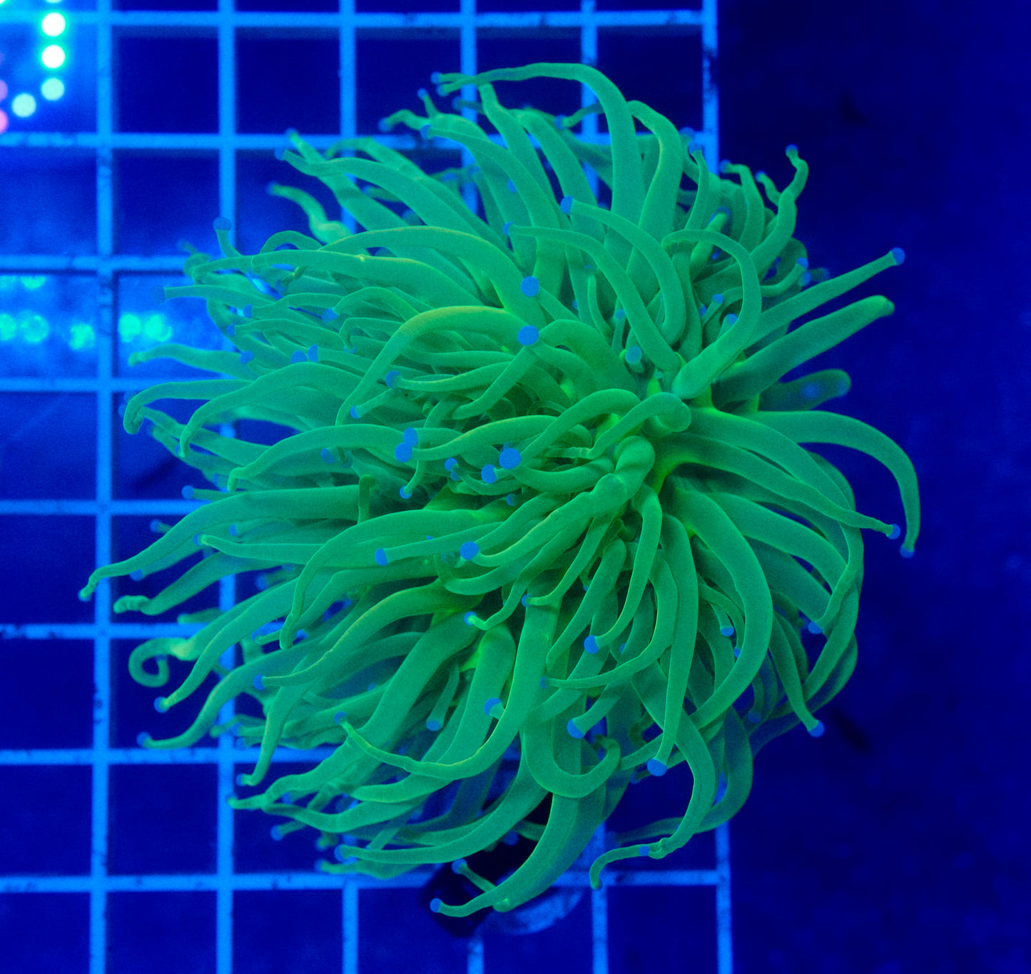 (WYSIWYG) Highlighter Holy Grail Torch B3