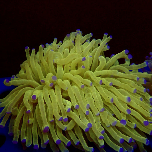 Heliofungia A1