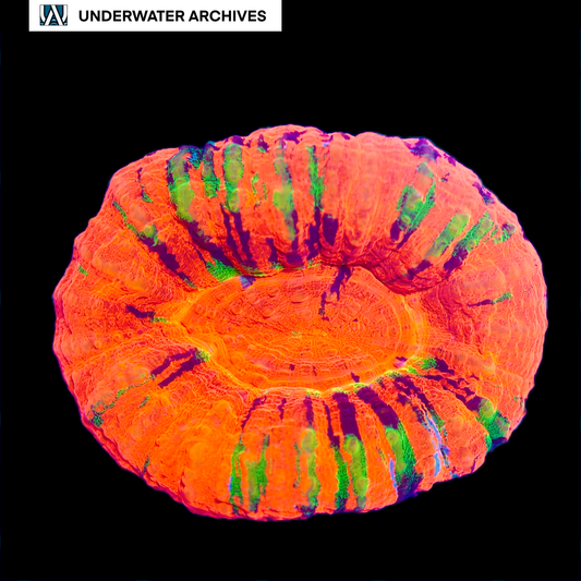Ultra Reverse Master Scolymia (~3")