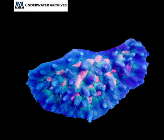 (WYSIWYG) Pectinia (~8-9")