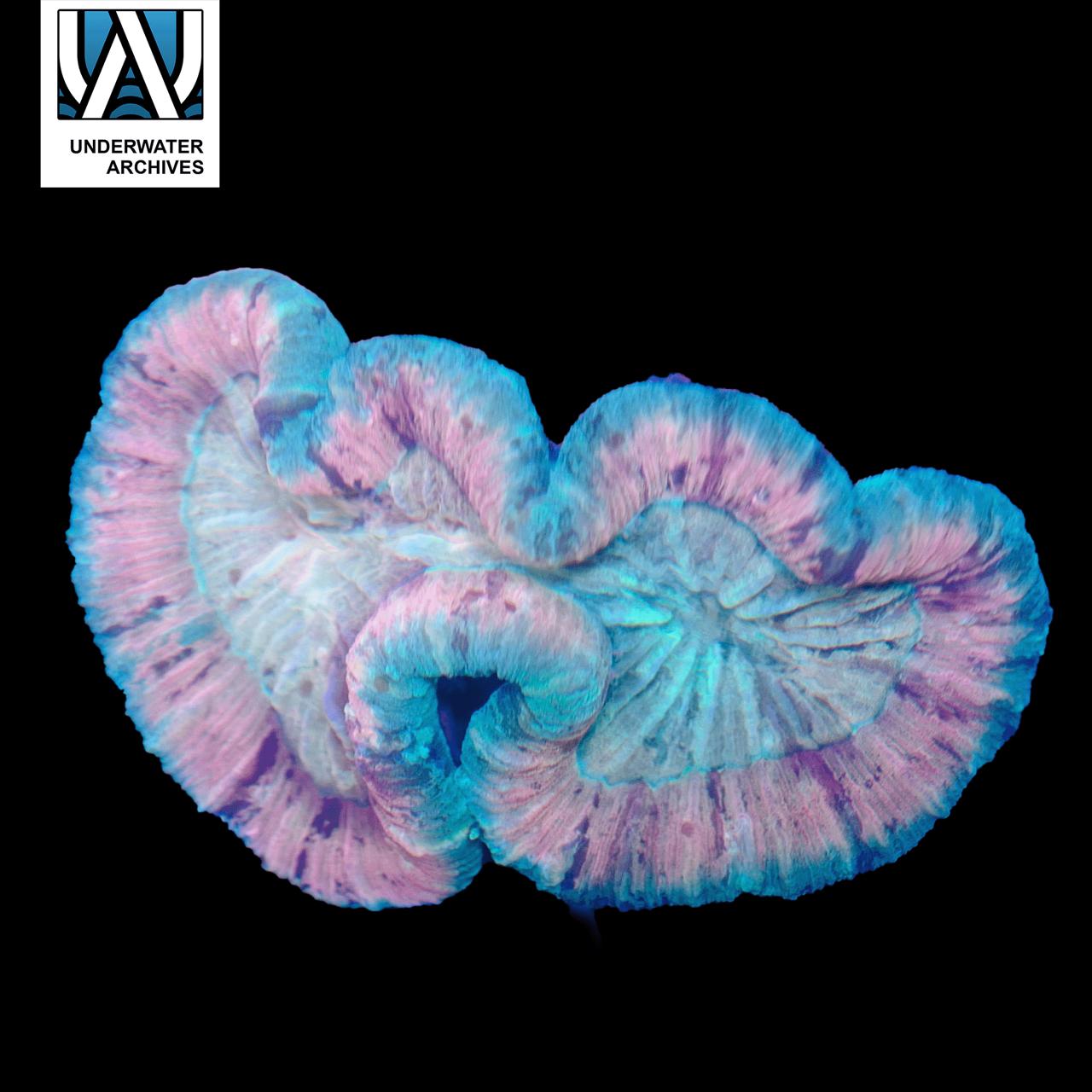 (WYSIWYG) Bubblegum Trachy (~4")