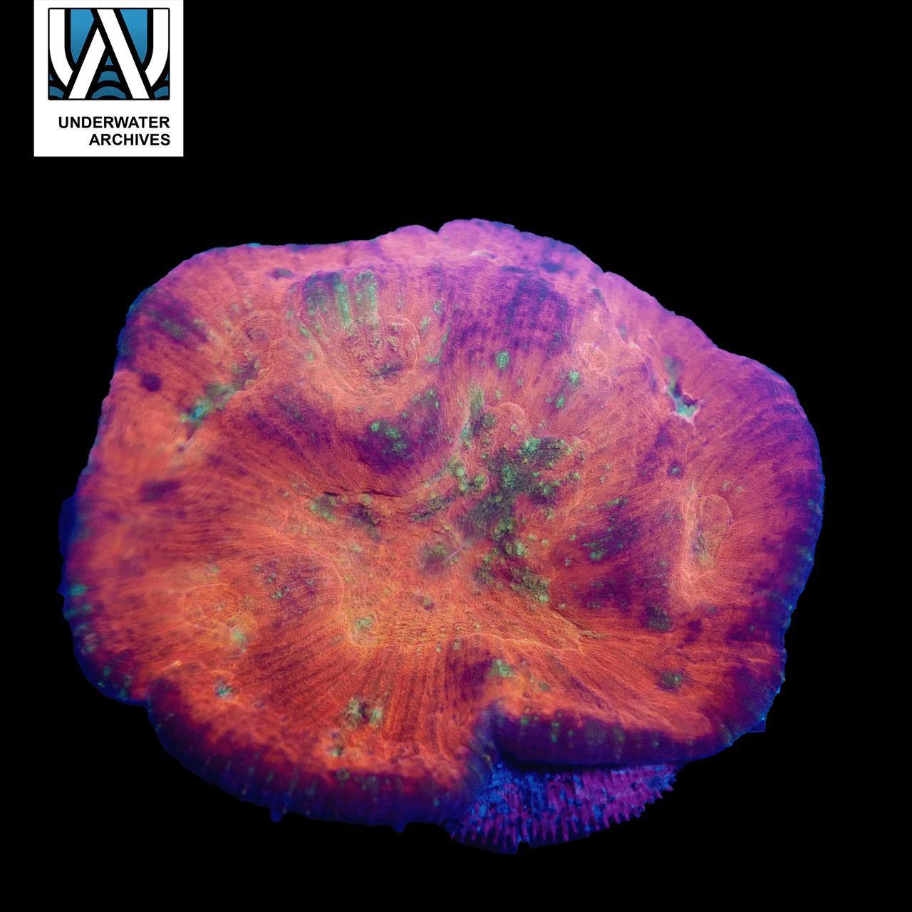 (WYSIWYG) Australomussa