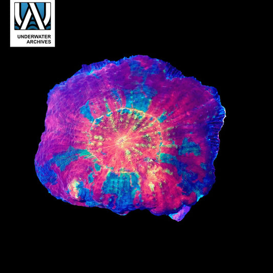 (WYSIWYG) Australomussa