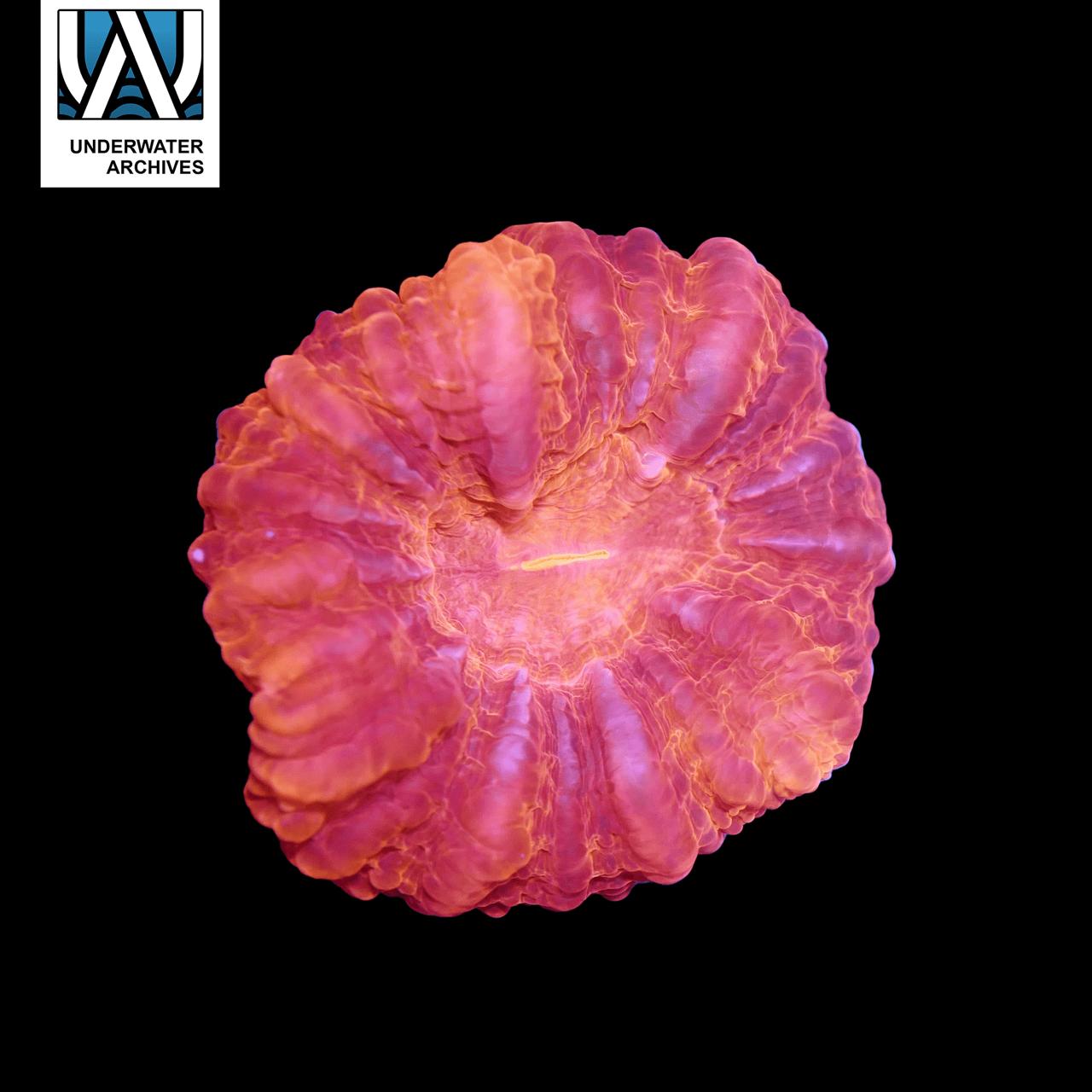 (WYSIWYG) Tomato Cynarina (2.5")