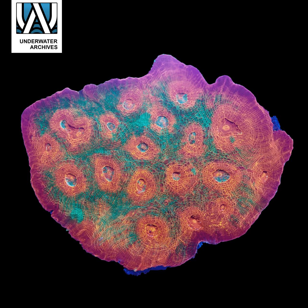 (Copy) (WYSIWYG) Tri-Colored Chalice Colony