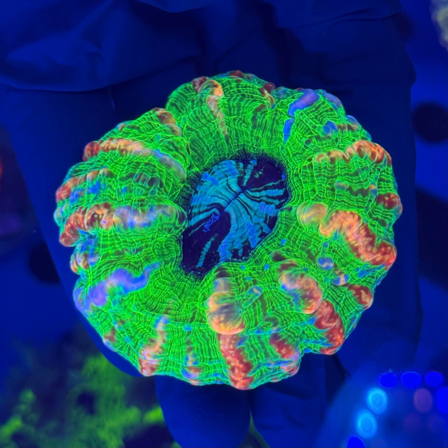 Showpiece Rainbow Cynarina