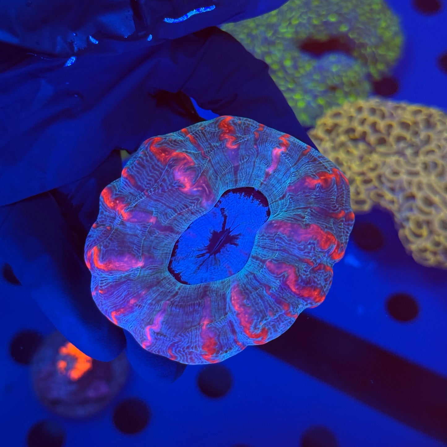 Starry Night Indophyllia