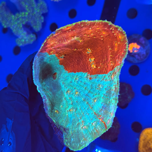 Fire and Ice Chalice Colony