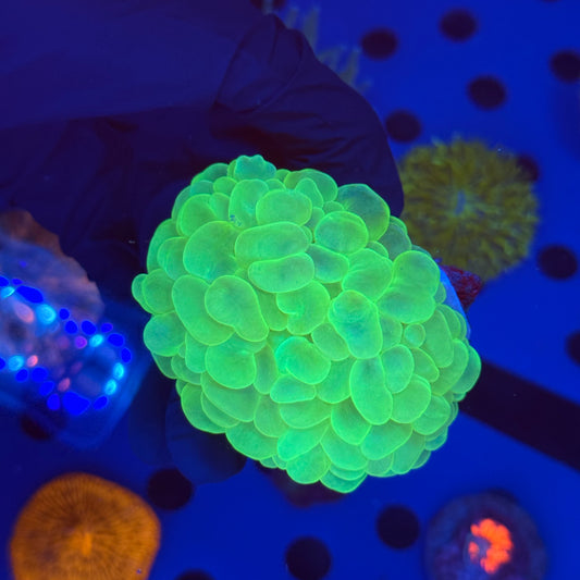 Green Bubble Coral