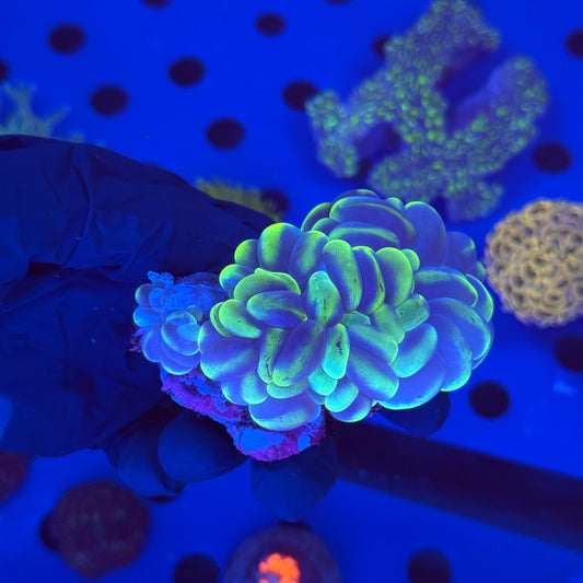 Green Blue Bubble Coral (2 Heads)