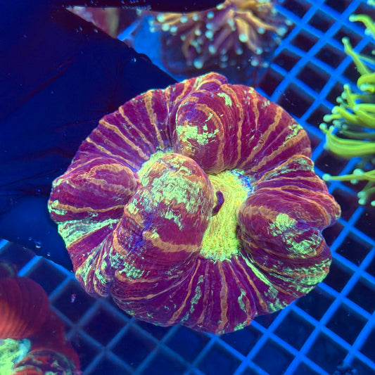 (WYSIWYG) Tiger Striped Rainbow Trachy A2