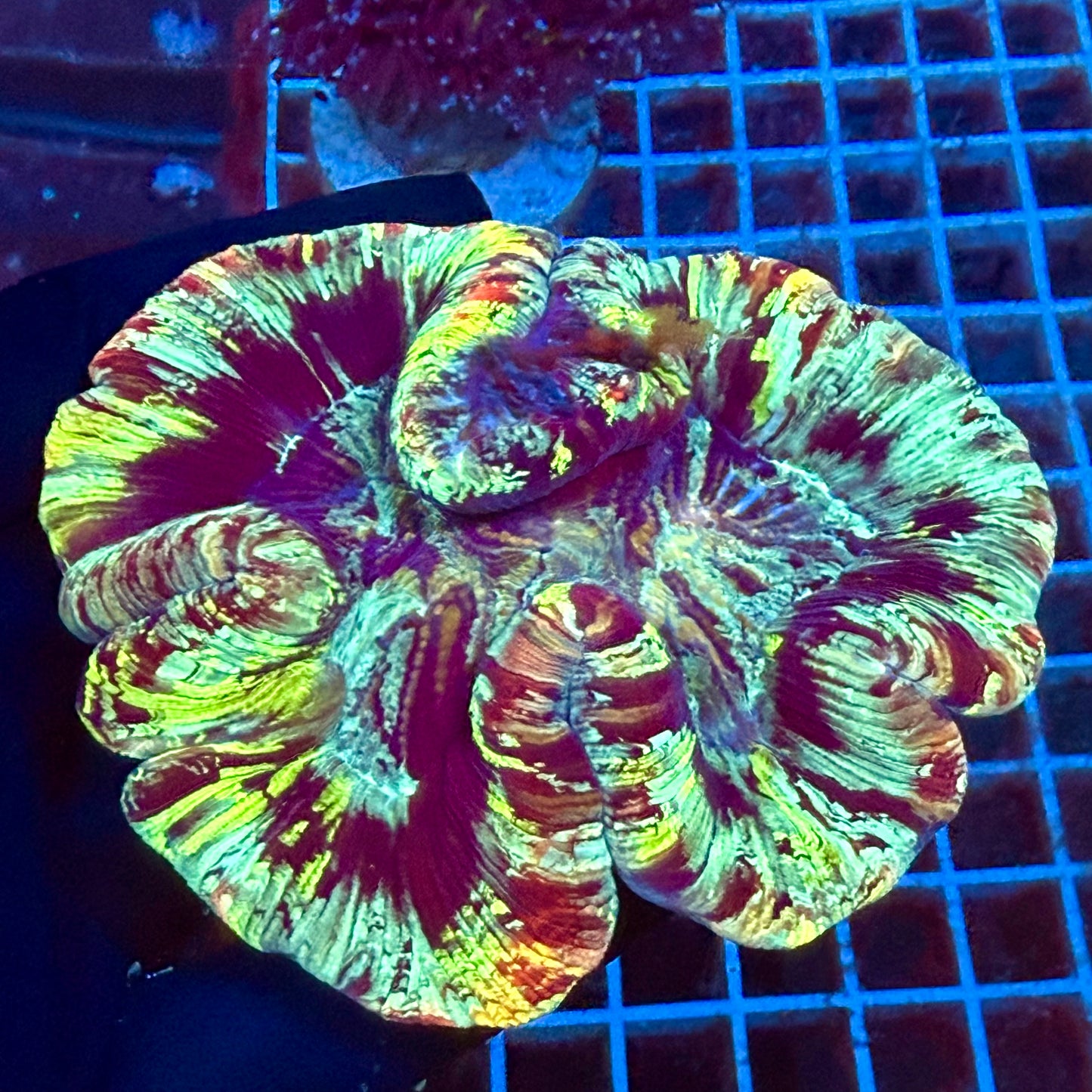 (WYSIWYG Rainbow Trachy A3