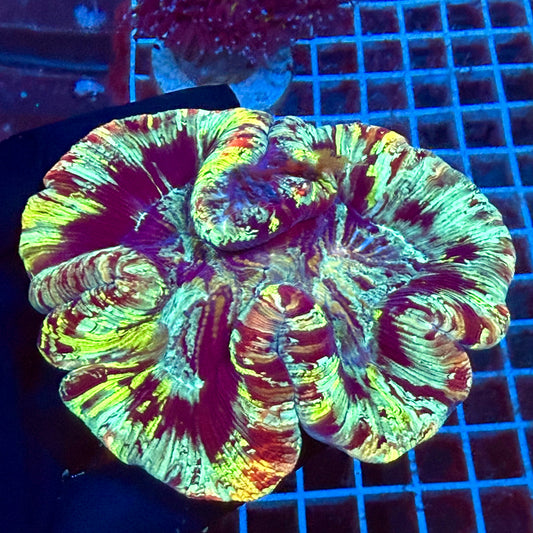 (WYSIWYG Rainbow Trachy A3