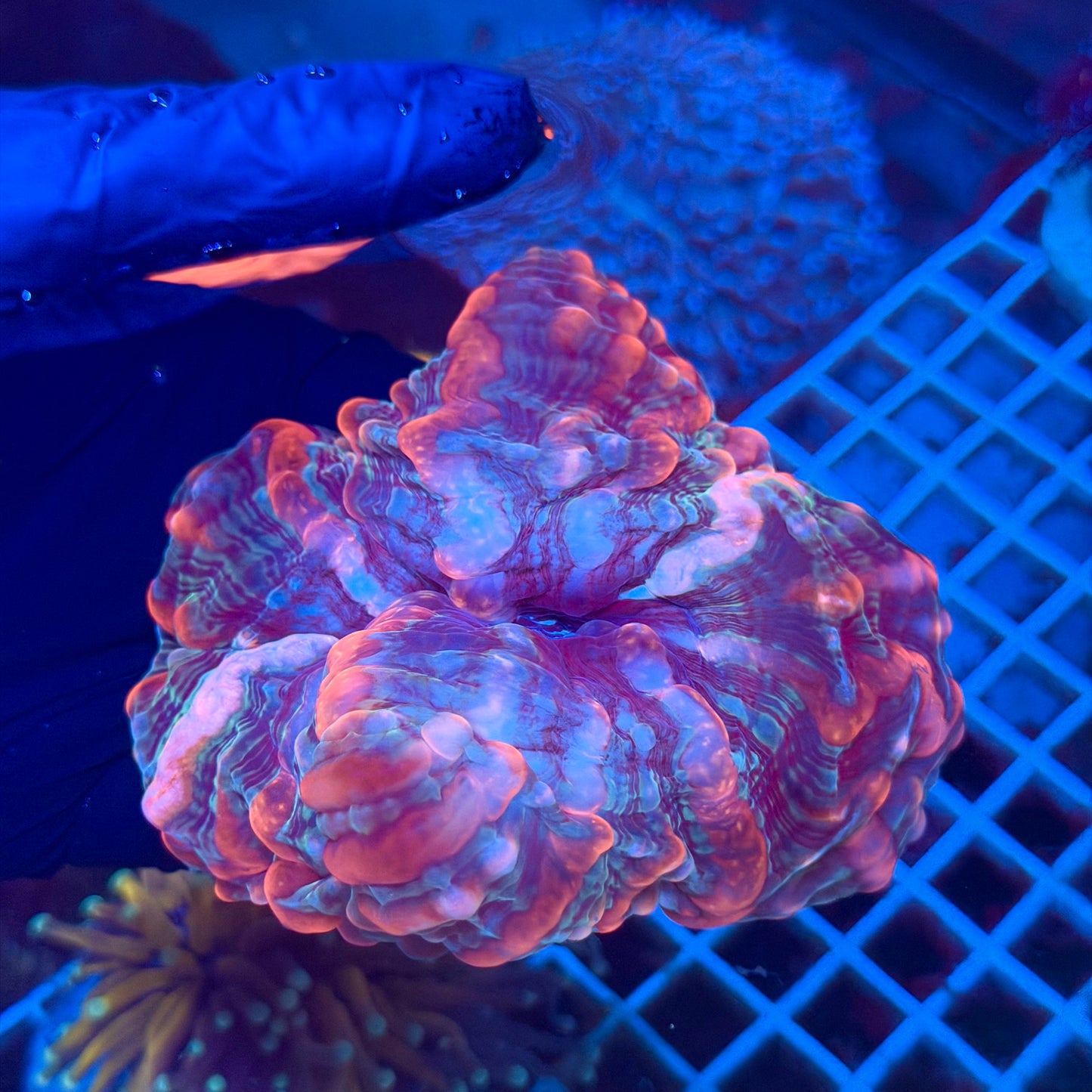 (WYSIWYG) Indophyllia A4
