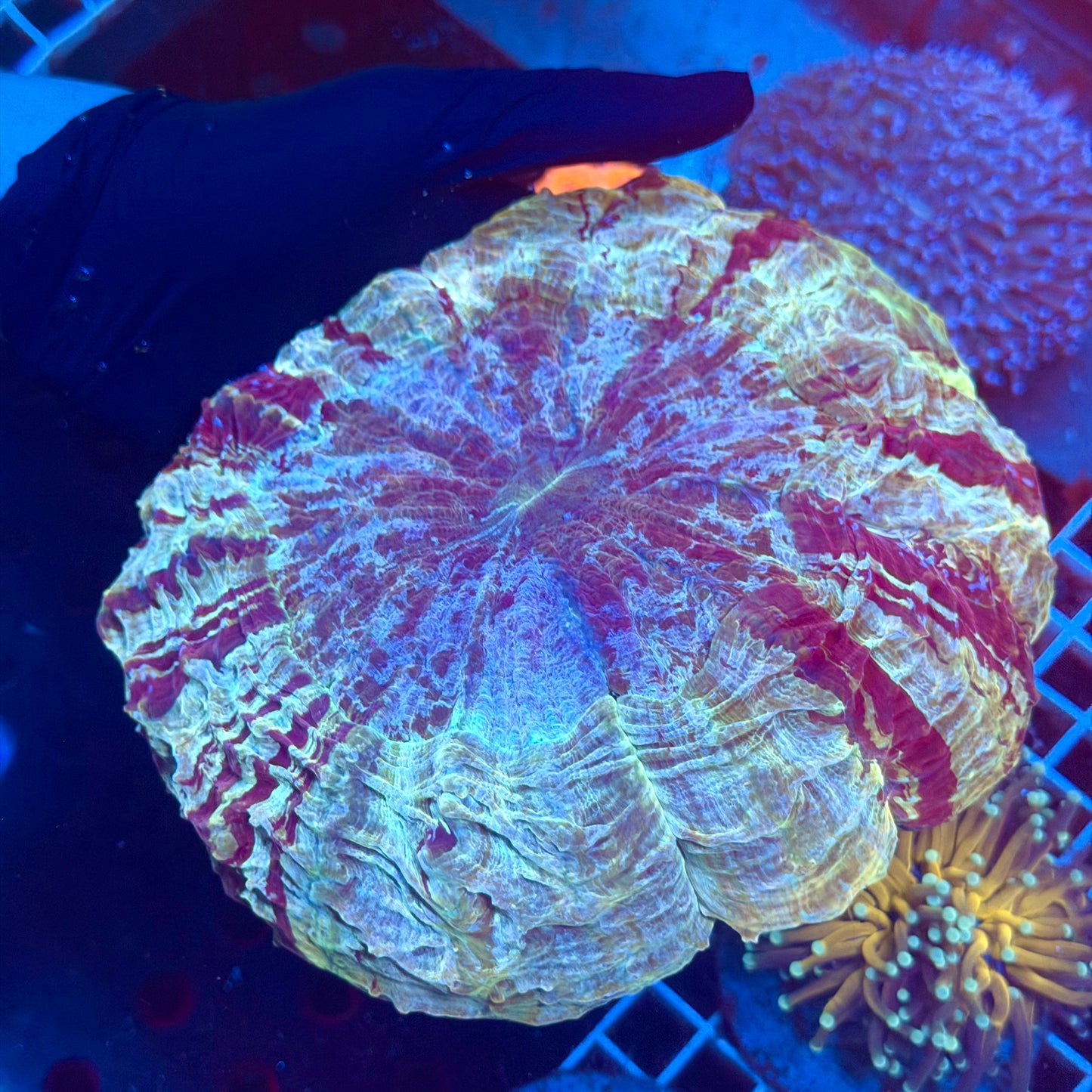 (WYSIWYG) Giant Tiger Acantho (9"+) (Showpiece)