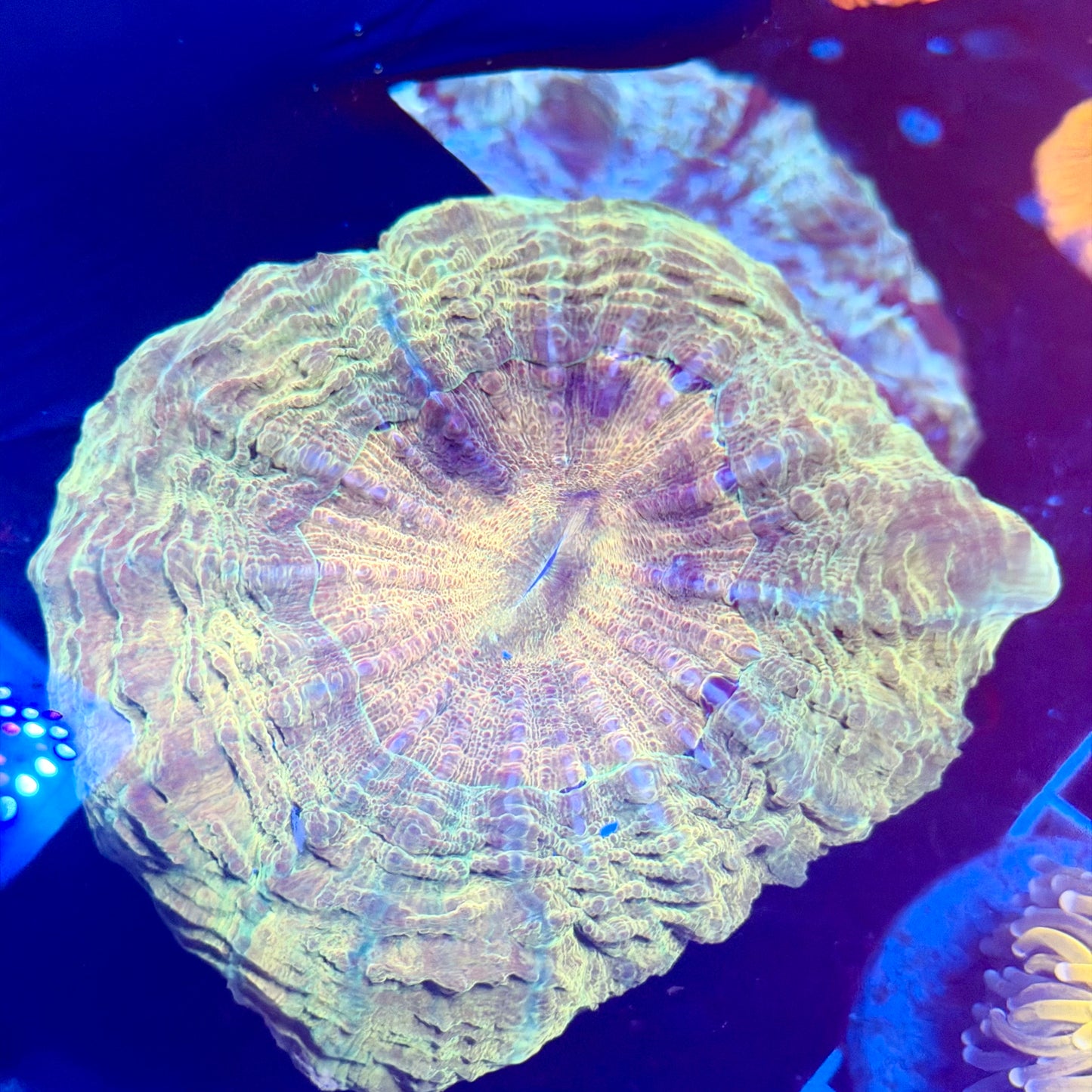 (WYSIWYG) Green/Gold Acantho (6"+)