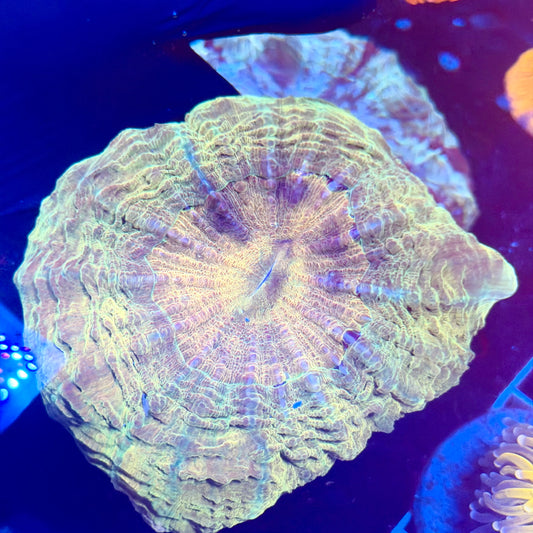 (WYSIWYG) Green/Gold Acantho (6"+)