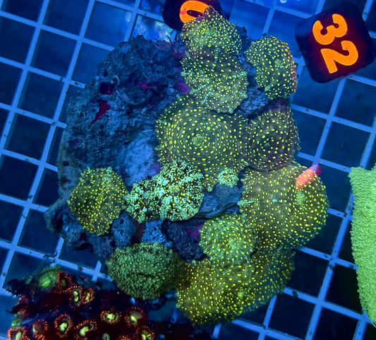 (Auc 1) Spotted Rhodactis Colony (WYSIWYG)