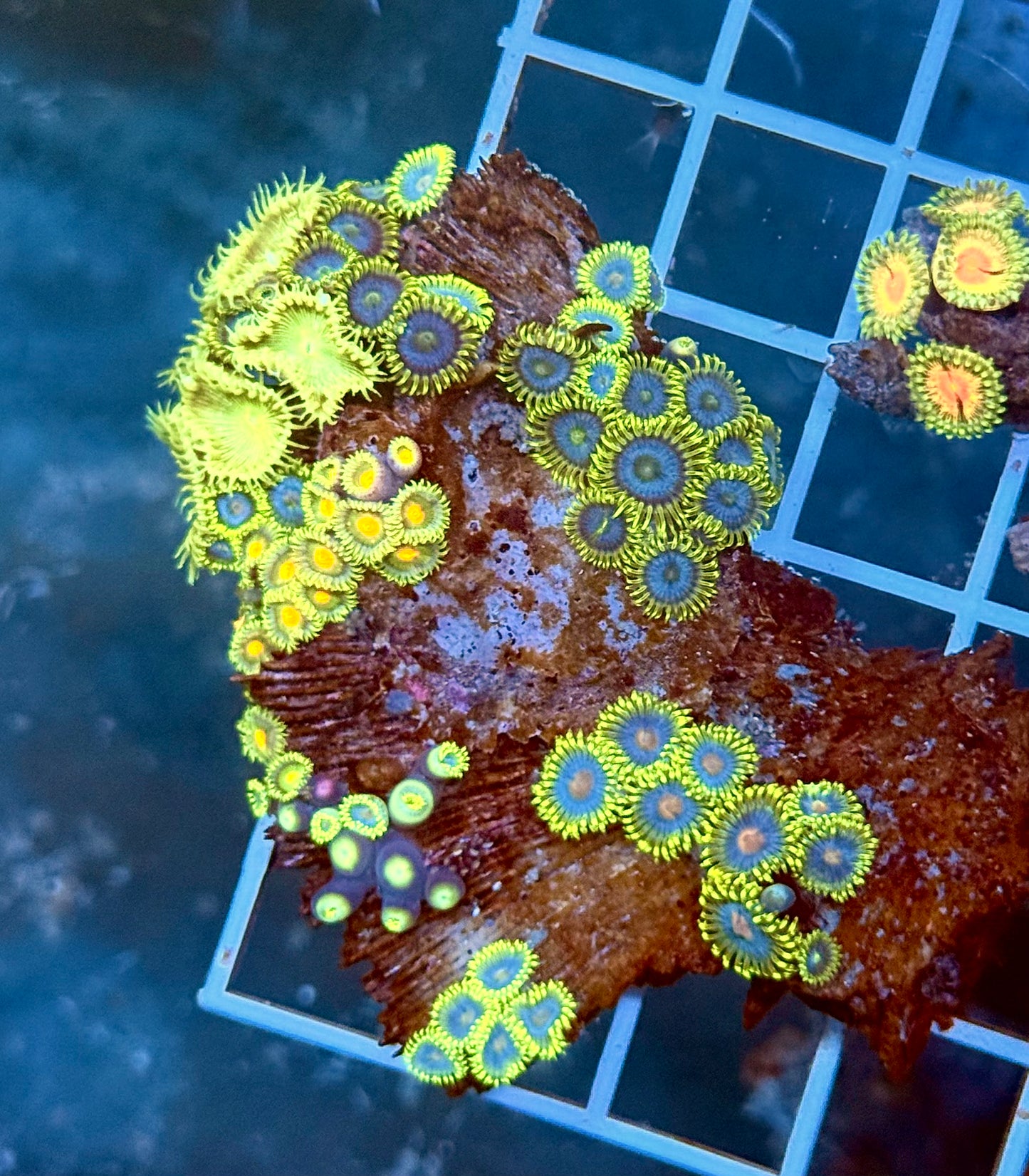 (Auc 2) Aussie Zoanthids Colony (WYSIWYG)