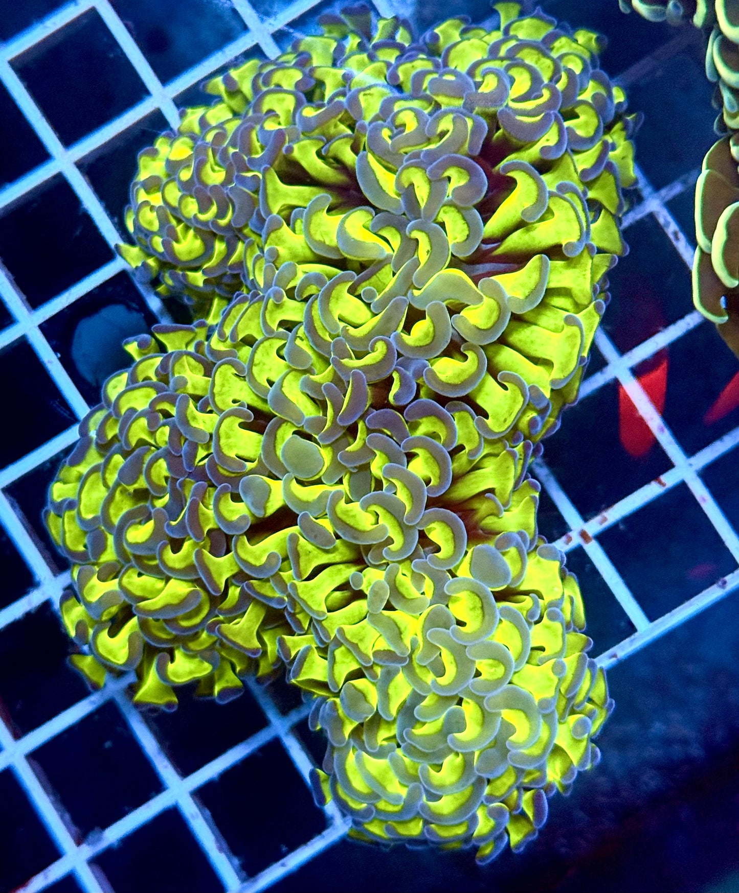 (Auc 3) Green/Purple Wall Hammer (WYSIWYG)