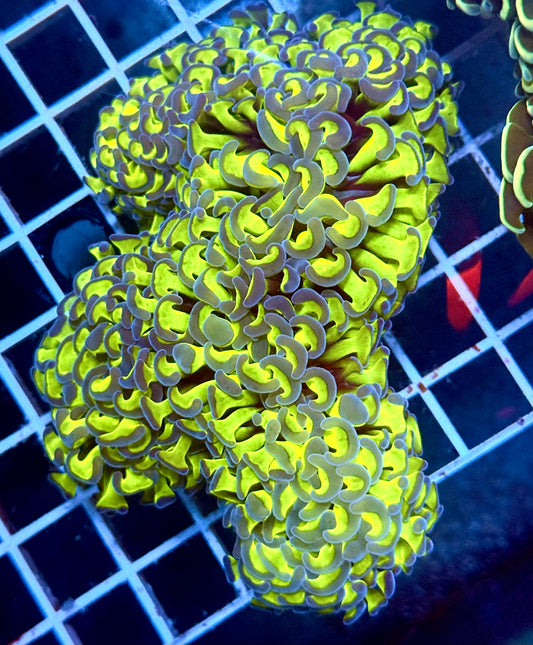 (Auc 3) Green/Purple Wall Hammer (WYSIWYG)