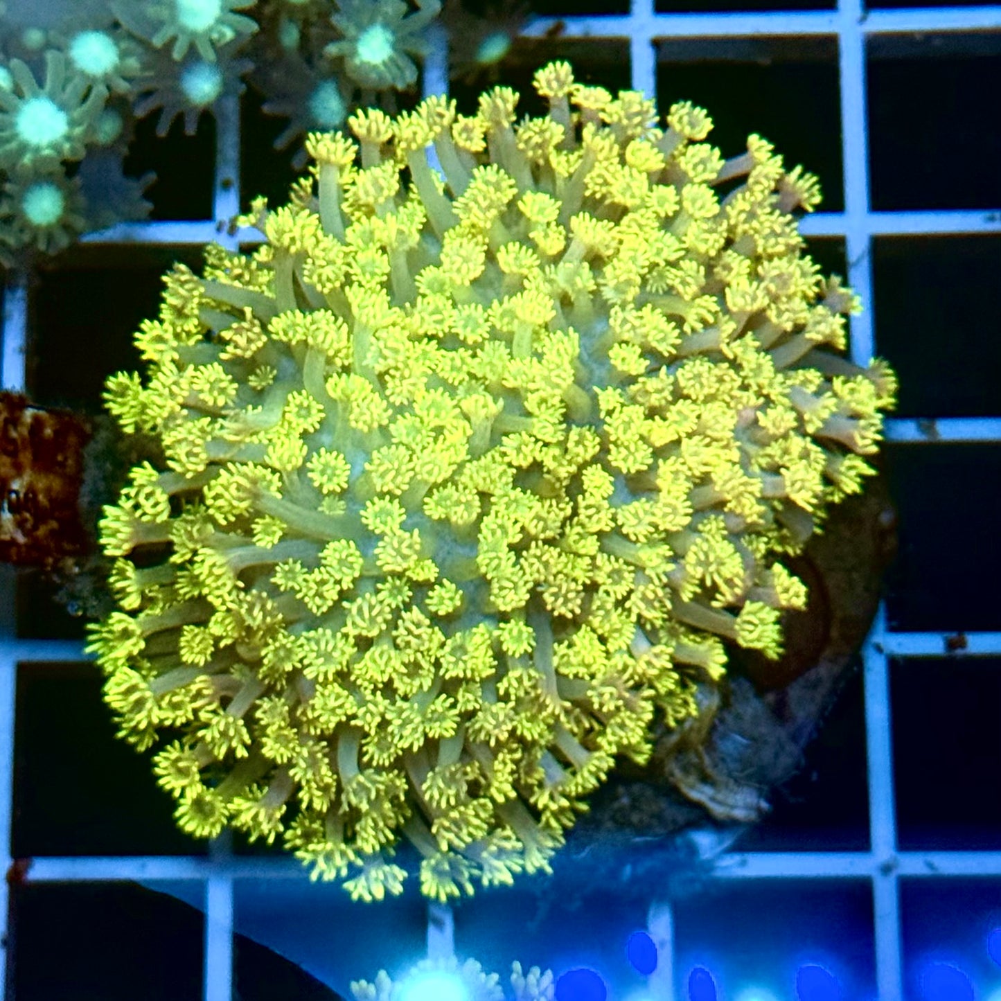 (Auc 4) Electric Yellow Goni Colony (WYSIWYG)